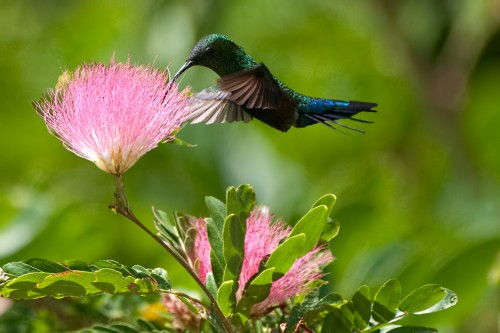 hummingbird1res.jpg